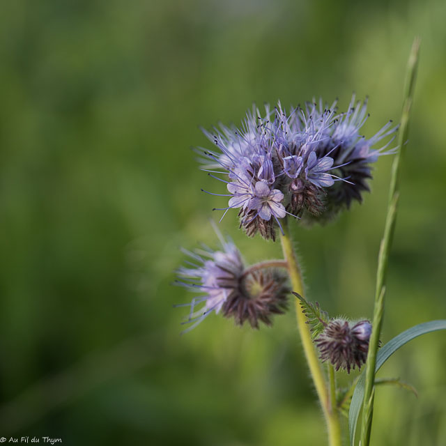 Photographie Plante